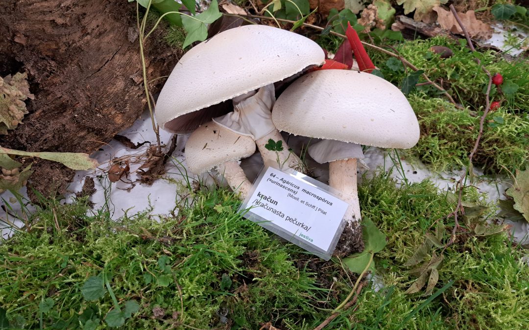 1. MEĐUŽUPANIJSKI GLJIVARSKI SUSRETI OPĆINE GARČIN