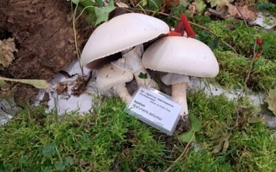 1. MEĐUŽUPANIJSKI GLJIVARSKI SUSRETI OPĆINE GARČIN