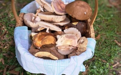 Poziv za sudjelovanje u izboru najljepše fotografije „Gljive – čudesne zavodnice“ u sklopu održavanja 2. Međužupanijskih gljivarskih susreta Općine Garčin 2023.