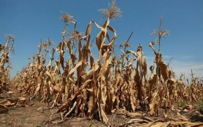 OBAVIJEST O PROGLAŠENJU PRIRODNE NEPOGODE – SUŠA 2025.